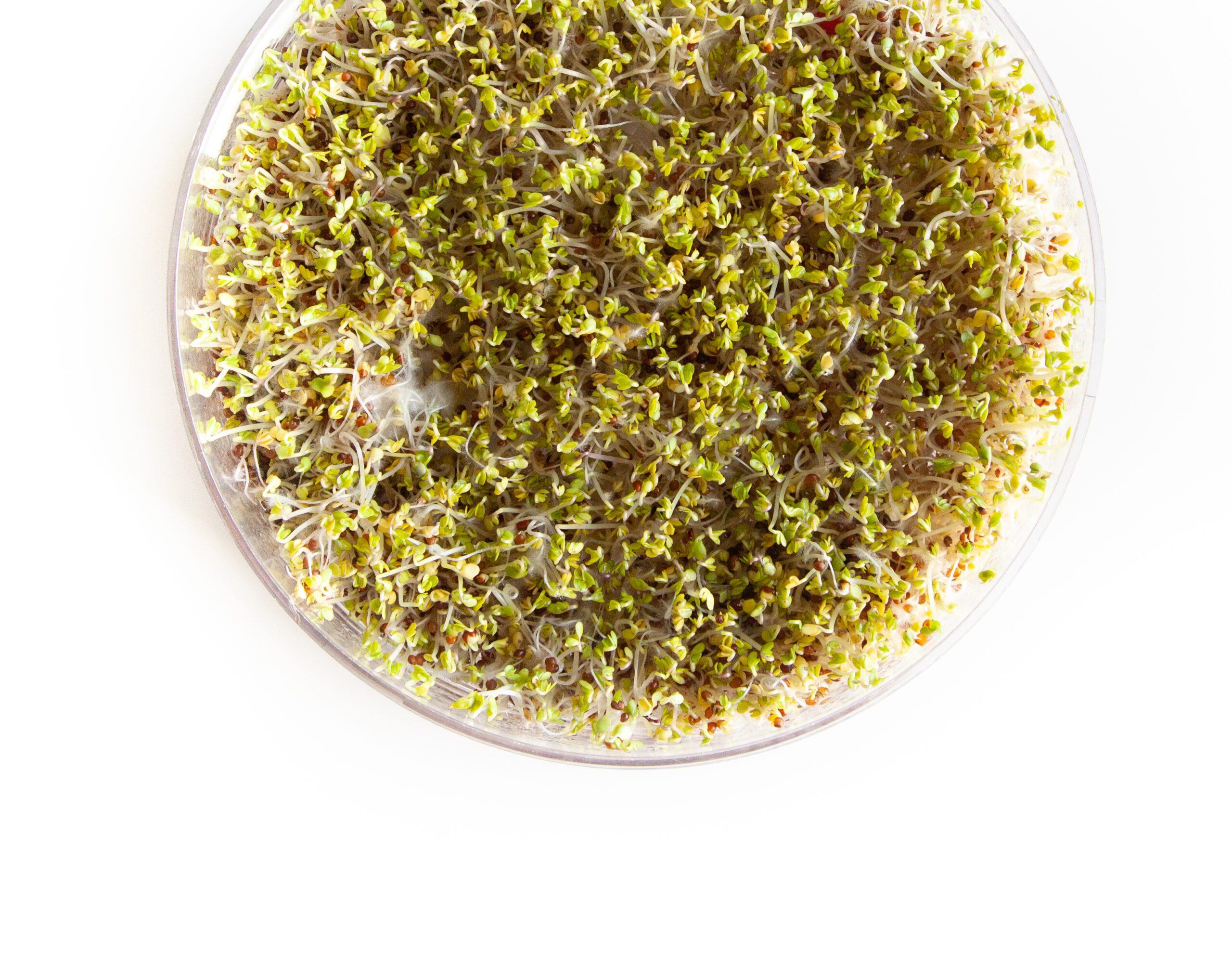 Sprouting at Home Safely: A tray of broccoli sprouts showing the fuzzy roots normal in brassica sprouts—it's not mould!
