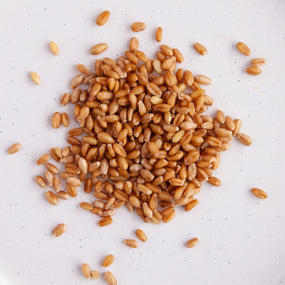 Sprouting at Home: Sprouted whole wheat kernels