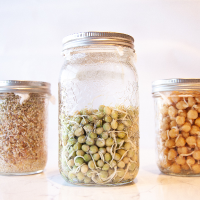 Sprouted green peas, sprouted chickpeas, and sprouted quinoa in glass jars