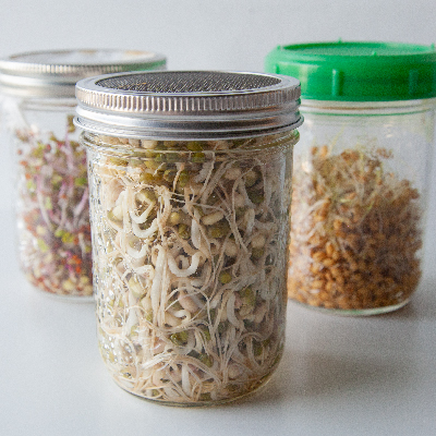Fresh sprouts in jars: Sprouted mung beans, sprouted spelt kernels, and sprouted radish